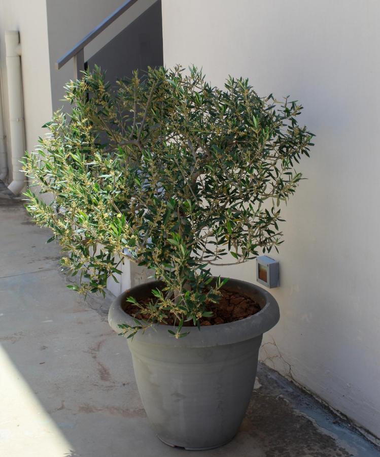 Apanema Vivari